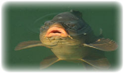 carp rising at windmill fen lake peterborough